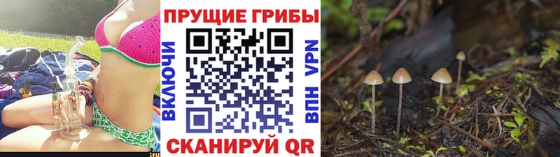 Галлюциногенные грибы Psilocybine cubensis  Купить где  Железногорск-Илимский 